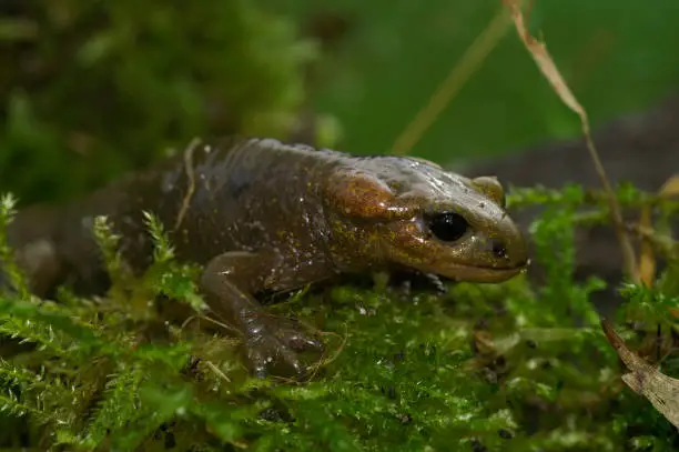 Natural closeup on a brown female of the Asturian live-bearing fire-salamander, Salamandra salamandra alfredschmidtii from Asturia , Spain