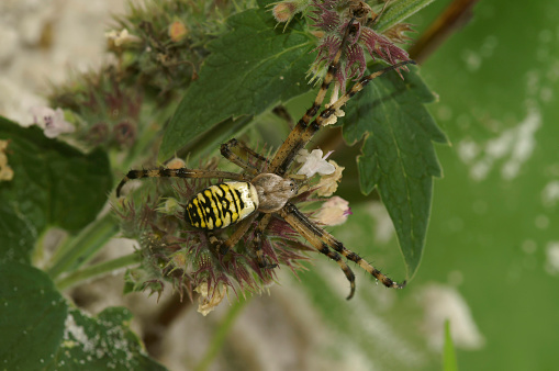 Natural closeup on a colorful male striped Tiger spider , Argiope bruennichi, a predator on grasshoppers