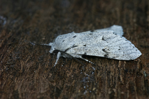 Natural closeup on the pale colored Miller owlet moth, Acronicta leporina