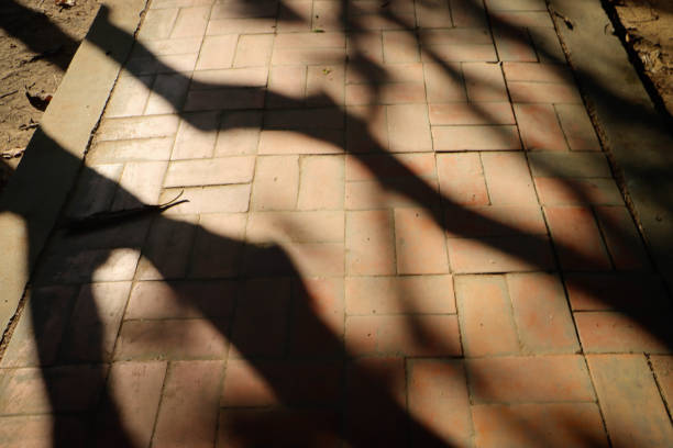 istock Shadow of trees in the garden 1887701531