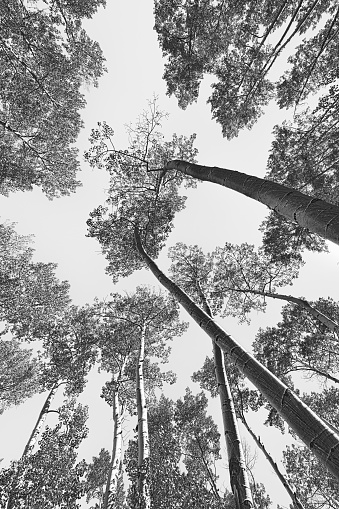 A Colorado aspen grove shot from below against a clear sky in early autumn processed in black and white.