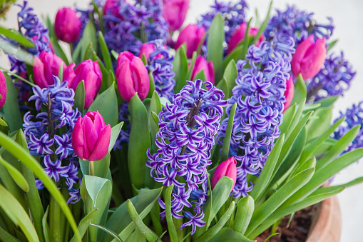 Blooming tulips and hyacinth in flower pots outdoor. Spring gardening. Purple, pink and lilac flowers.