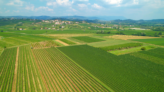 AERIAL: Beautiful wine country with vineyards and speckled small villages. Idyllic hilly countryside cultivated with grapevines perfectly aligned in rows. Picturesque view of winemaking region.