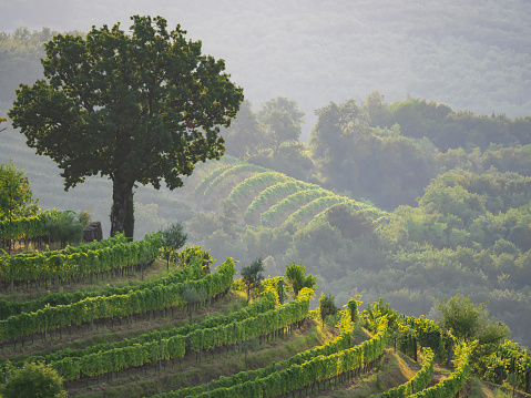 Beautiful view of lush tree and vine trellises growing in terraced vineyard. Autumn sunset creating many layers of lights and shadows among picturesque hilly countryside cultivated with grapevines.