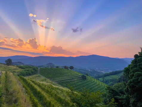 Stunning play of sun rays spilling across sky and beautiful vineyard landscape. Breath-taking landscape with hills full of grapevines in autumn sunset. Gorgeous glimpse of eye-catching wine country.