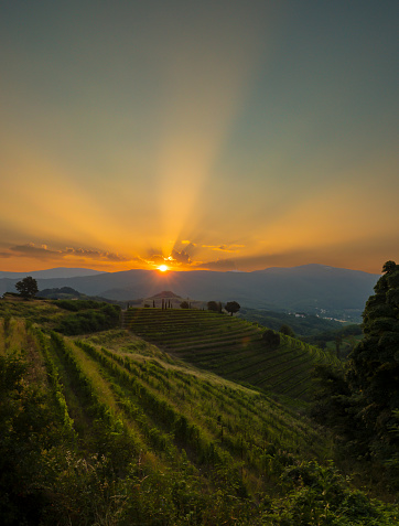 First morning sunrays stretching across the sky and picturesque wine country. Breath-taking landscape with vineyards in gentle morning light. Glimpse of eye-catching wine countryside at autumn sunrise