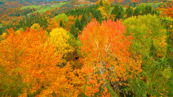 AERIAL: Gorgeous colour palette of trees in forested countryside in fall season. Stunning high angle view of woodland area in colorful autumn shades. Changing leaves of deciduous trees in fall season.