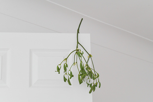 A sprig of Mistletoe, obligate hemiparasitic plants, hanging on the edge of a white panelled door, ancient custom kiss under the mistletoe, marriage