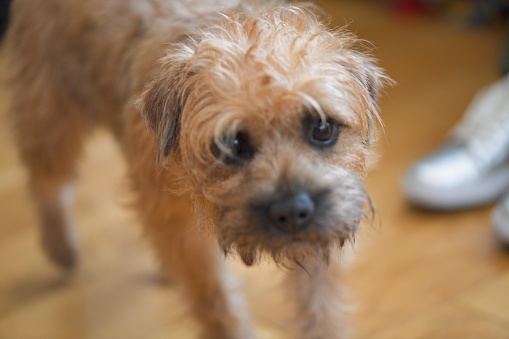 An adolescent Border Terrier bitch looking sheepishly at the camera whilst walking across a wooden floor