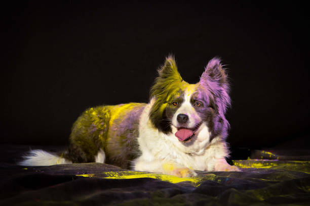 istock Border collie dog in holi powder 1887775182