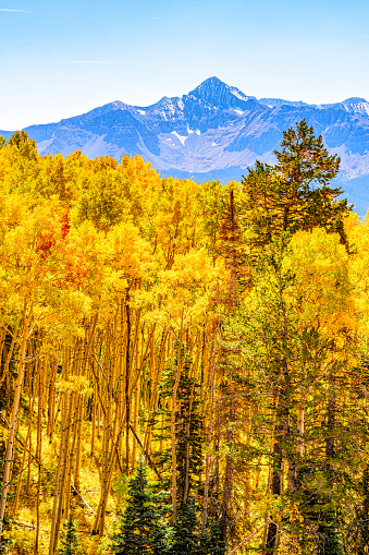 The brilliant yellow colors of the Colorado Rocky Mountain aspens in fall  located near Telluride.