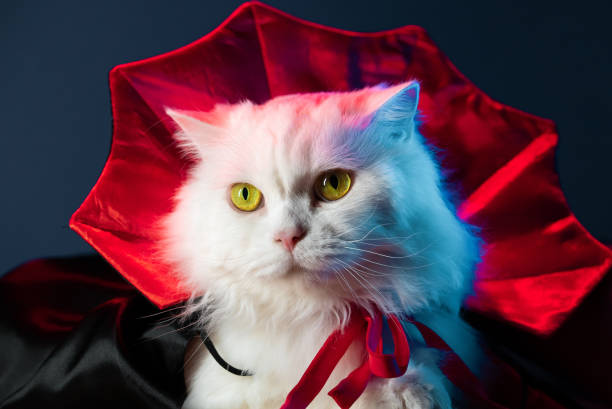 istock White fluffy cat in Count Dracula vampire costume mantle on black studio background. Halloween concept, party, cosplay 1887823870