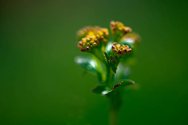 A close-up shot of a small flower with multiple buds against a soft green background