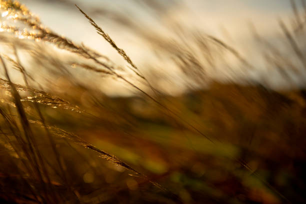 istock a field that is covered with tall grass and a setting sun 1887834162