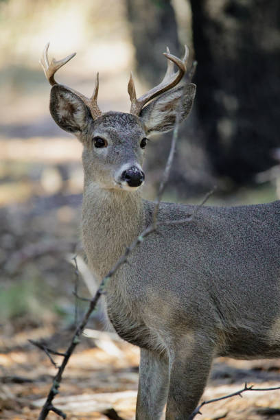 istock White-tailed Deer Chiricahua National Monument 1887835188