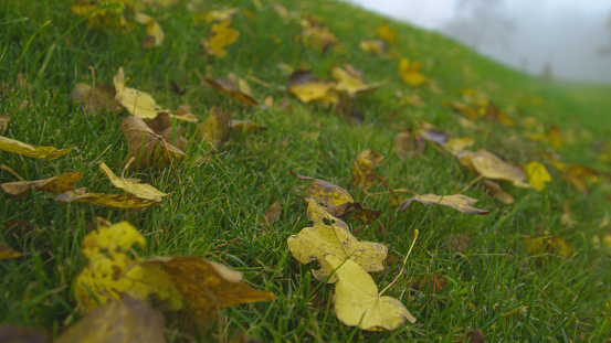 CLOSE UP, LOW ANGLE: Green grass full of yellow leaves on a misty autumn morning. Moving through meadow spreaded with fallen autumn tree leaves on a foggy day. Peaceful early morning in fall season.