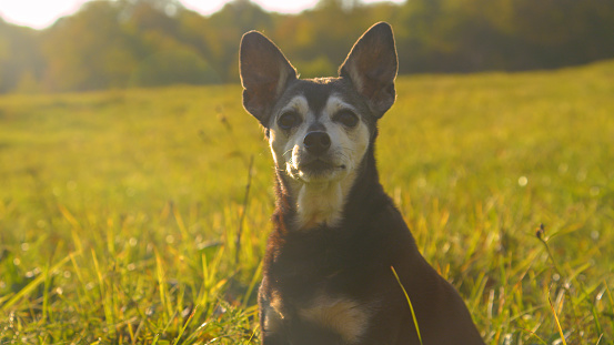 PORTRAIT: Nicely sunlit cute short haired miniature pinscher posing for the camera. Old miniature pinscher dog sitting still in grass. Domestic pet animal spending time outside at home backyard garden