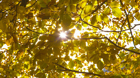 Warm autumn sunrays flickering through bright yellow leaves in beech tree canopy. Sunlight peeking through beautiful beech tree branches with vibrant autumn leaves. Eye-pleasing moment in fall season.