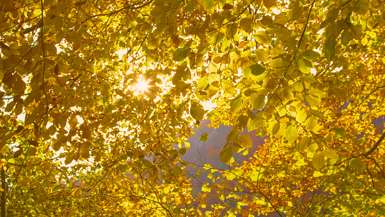 Sun peeking through lush beech tree branches with vibrant yellow autumn leaves. Warm autumn sunrays flickering through bright yellow tree leaves. An eye-catching moment in autumn season.