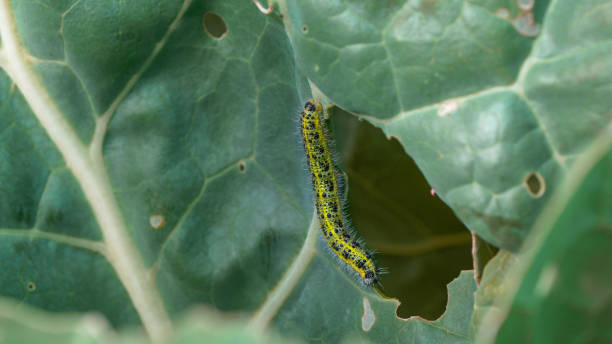 istock CLOSE UP: Cabbage worm parasite perforating and damaging green cabbage leaves 1887838278