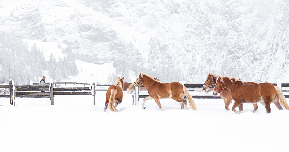 A herd of horses galloping through the snow-covered landscape of a ranch, their manes and tails flying in the wind as they run together