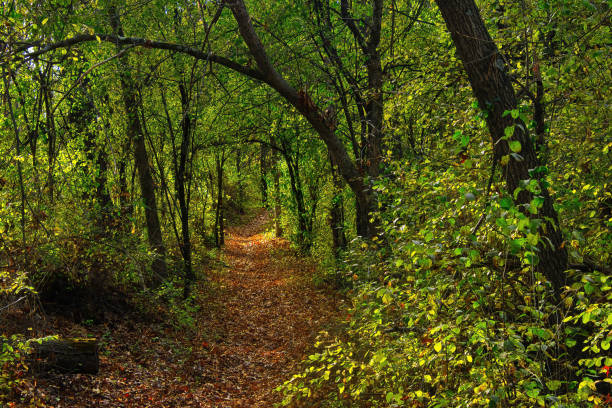 Green Trees Surrounding Ice Age Trail