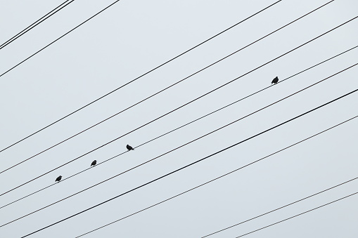 Low angle view of four small birds perched on an electrical grid in Metro Vancouver, British Columbia. Autumn morning with an overcast sky.
