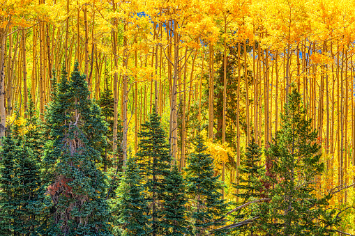The brilliant yellow colors of the Colorado Rocky Mountain aspens in fall  located near Telluride.