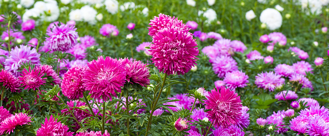 Beautiful flowerbed with blooming asters. Bright background. Wide photo.