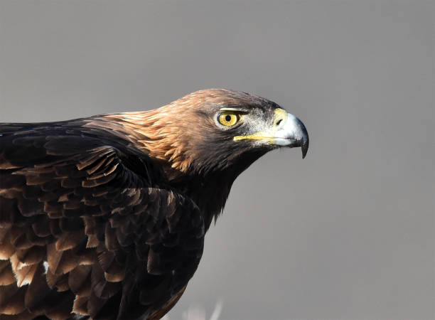 istock a golden eagle on a perch on amountain 1887862252