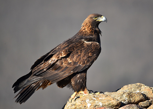 A portrait of a rock eagle from the side that has a ajar beak on a green background