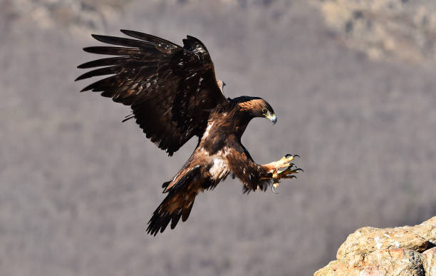 istock Golden eagle in the mountain 1887864314