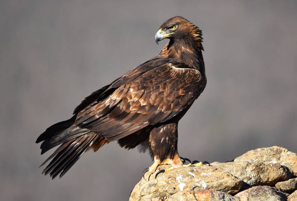 istock a golden eagle on a perch on amountain 1887864818