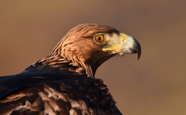 istock A big and majestic golden eagle 1887864826
