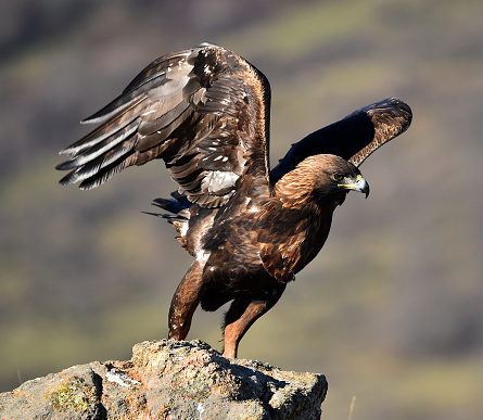 A beautiful Golden eagle perched on a rock on a blurred background on the seaside