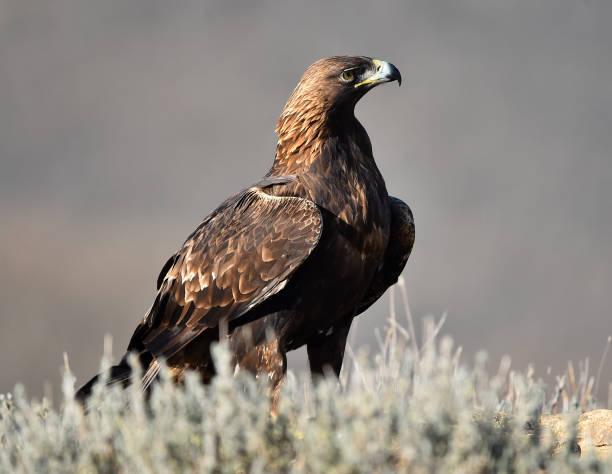 istock A big and majestic golden eagle 1887864854