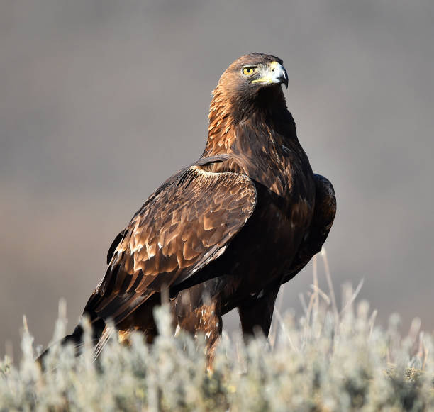 istock a golden eagle on a perch on amountain 1887864867