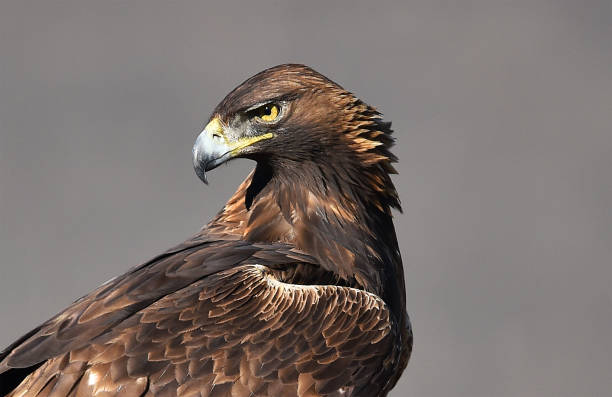 a big and majestic golden eagle - vfr imagens e fotografias de stock