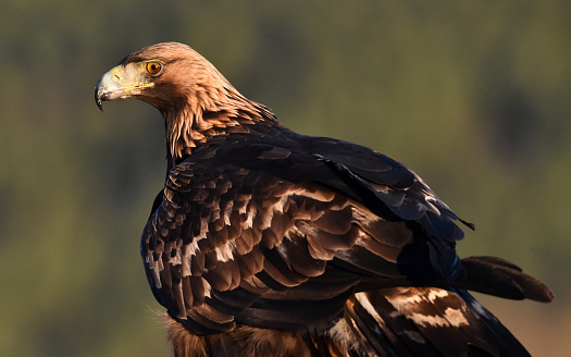 Golden eagle in the mountain