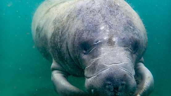 Florida manatee (Trichechus manatus latirostris) gazes contently at the camera, outside of Three Sisters Springs, Crystal River, Florida