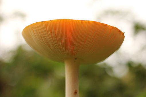the underside of the cap of a big fly agaric mushroom with beautiful white gills closeup