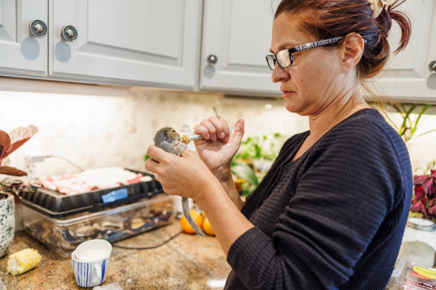 Nutritional support for a sick squirrel at home. Volunteer administers milk formula to a sick squirrel using a syringe