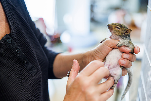 Comforting belly care for the squirrel: woman hands delicately pats the squirrel's abdomen to promote comfortable digestion and intestinal movement.