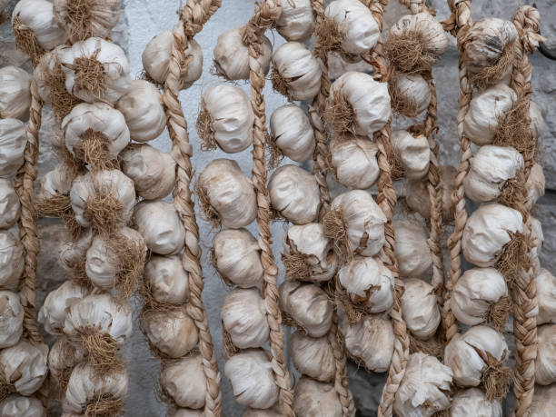 istock dried garlic on ropes against the wall 1887919707