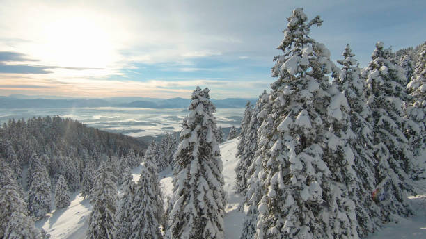 aerial: blick über schneebedeckte fichten in richtung winterliches, nebliges weißes tal - snowpack stock-fotos und bilder