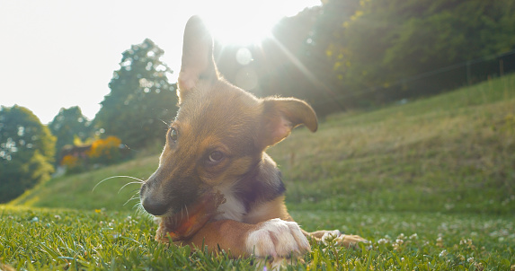 PORTRAIT: Cute dog with big ears is enjoying chewing his meaty treat in garden. Adorable mixed breed dog is lying down on green grass and enjoying with his snack. Sunlit young dog is busy chewing.