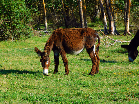 A cute donkey eating fresh green grass in a farm field