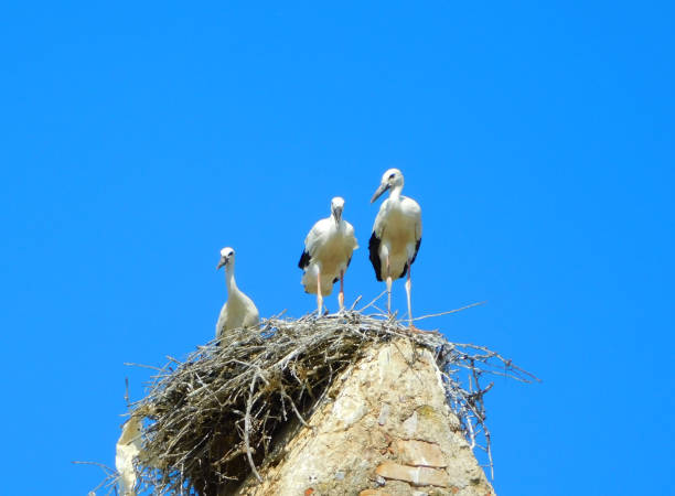 istock white stork on clear sky day, showcasing animal wildlife 1887924916