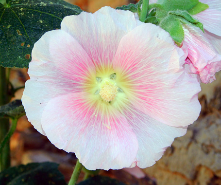 Alcea rosea also known as real malva, among many common numbers, is one of the most cultivated species Alcea, lost to the family of malváceas