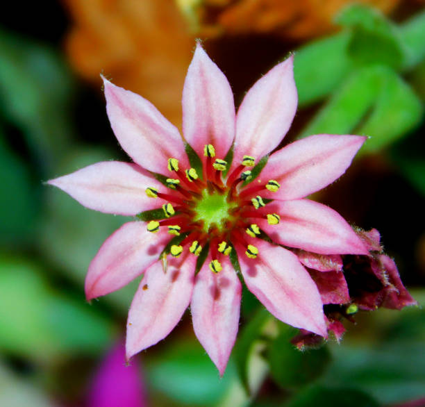 istock Sempervivum arachnoideum pink flower 1887934228